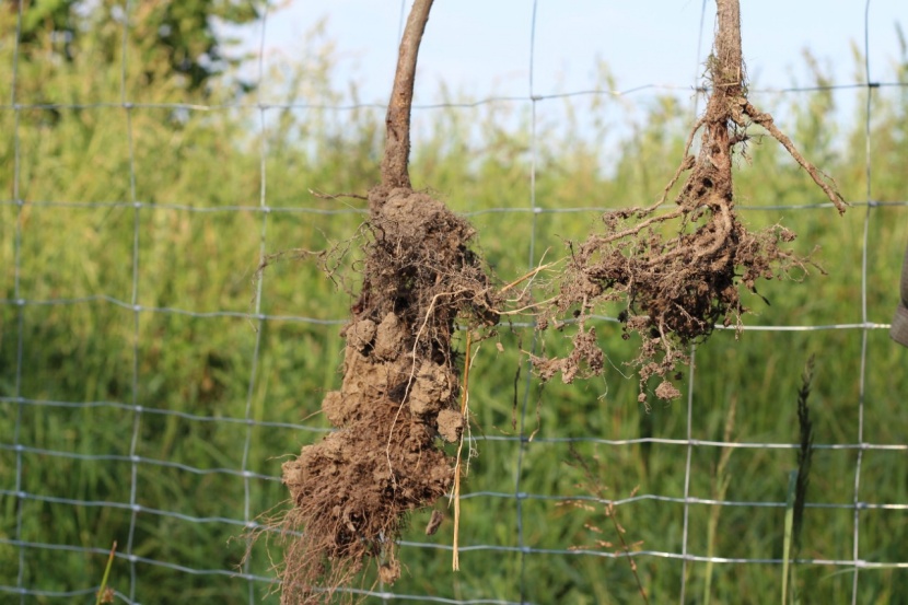 plantura zimmerpflanzen dünger Bio-Zimmer- & Grünpflanzendünger kaufen main image 0