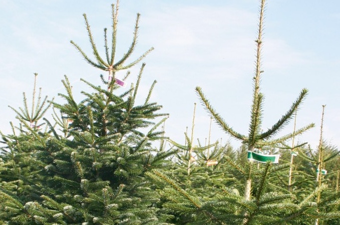 Mehr Weihnachtsbäume verkauft
