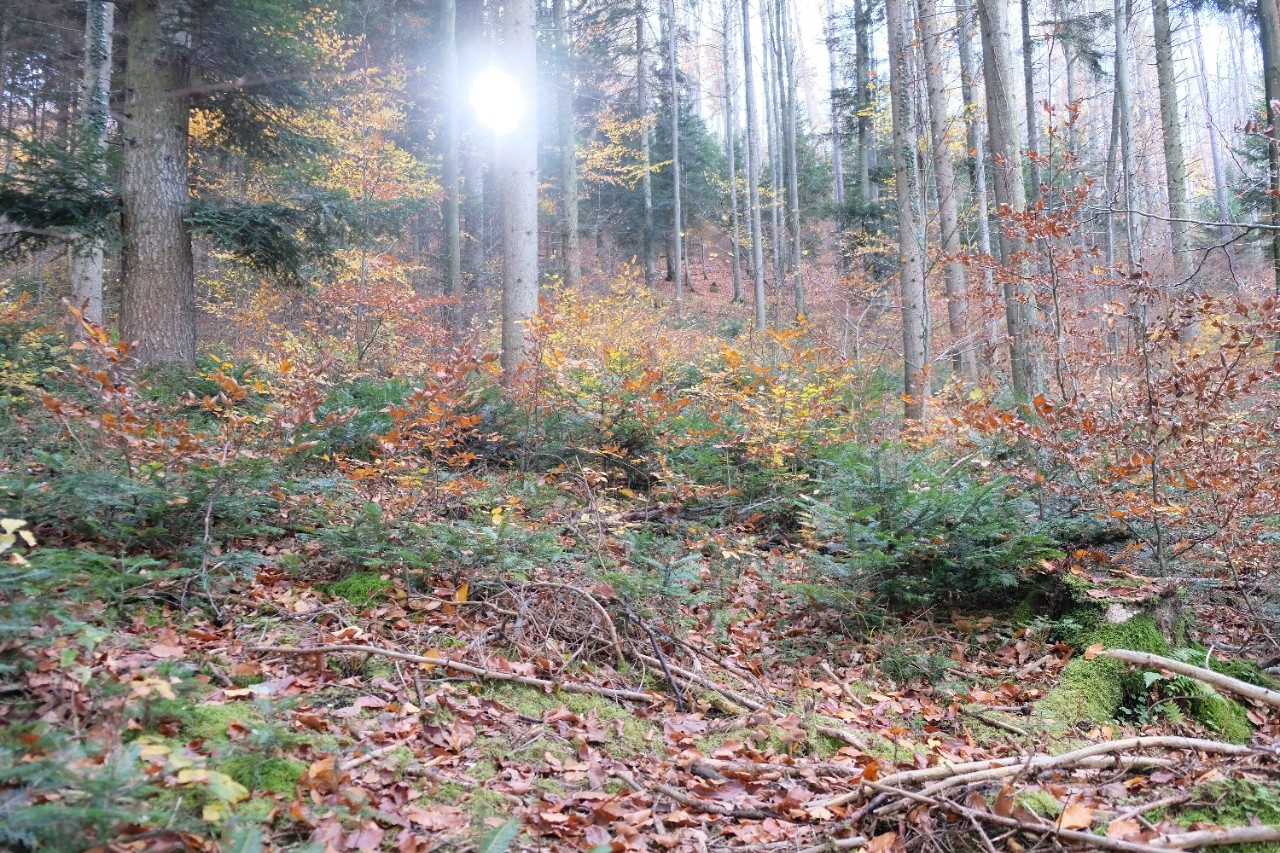 Forstbetrieb des Jahres 2025: Eine heile Welt kann bucklig sein